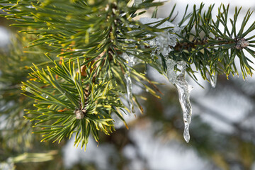 Eiszapfen am Baum