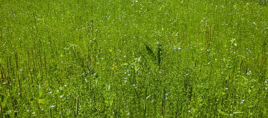 Flax plant on the field (Background, banner, Wallpaper, texture)