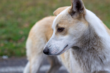 A stray abandoned dog with very sad and intelligent eyes.