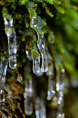 Eizzapfen Winter Moos Eis mini Makro transparent durchscheinend Detail Tropfen Tau klar kristall gefroren Frost Natur gr&uuml;n frisch hell Nahaufnahme Fokus Sauerland Idyll H&ouml;nnetal Deutschland Tauen