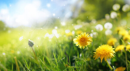 Beautiful flowers of yellow dandelions in nature in warm summer or spring on meadow against blue...