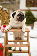 pug dog puppy sitting on a wooden bench