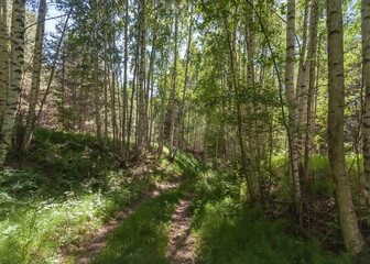 Country road from the mountain, overgrown with birch forest in summer