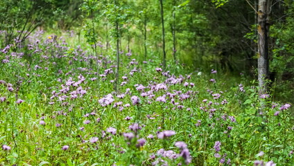 Colorful wildflowers, illuminated by the sun, in the summer on the background of the forest