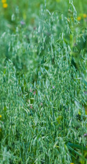 Oat shoots and unripe grains in summer on a green background
