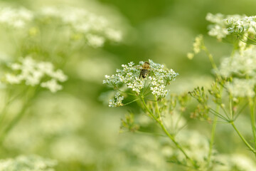 Bee collects pollen for honey. Anise flower field. Food and drinks ingredient. Fresh medicinal plant. Seasonal background. Blooming anise field background on summer sunny day.