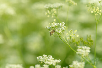 Bee collects pollen for honey. Anise flower field. Food and drinks ingredient. Fresh medicinal plant. Seasonal background. Blooming anise field background on summer sunny day.