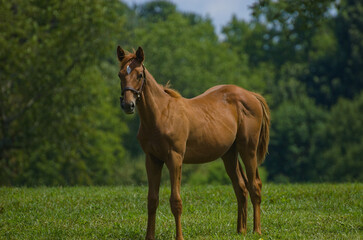 Fototapeta premium A foal on a Kentucky horse farm