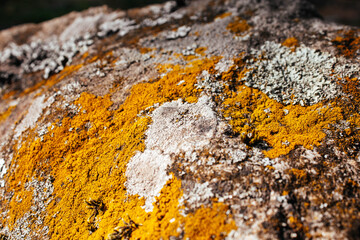 yellow moss lichen on gray stone