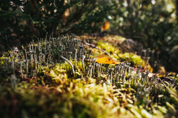 Macro photography microworld with mushrooms in the forest in the sun