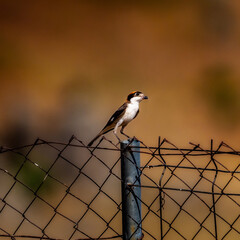 Alcaud&oacute;n com&uacute;n(Lanius senator). Bird leaning on a fence