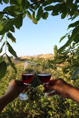 two hands that hold 2 glasses of wine. Clink glasses.