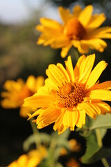 Yellow flowers. Shot at long focus.