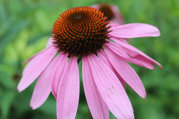 The flower is large.