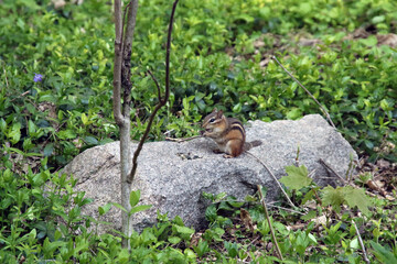 Chipmunk feeding and sitting on a stone