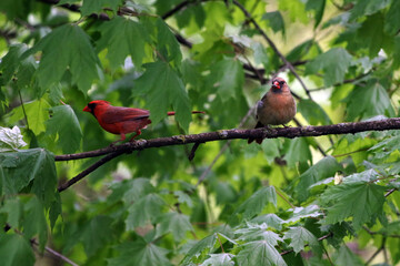 Red Cardinals Sitting On A Green Tree