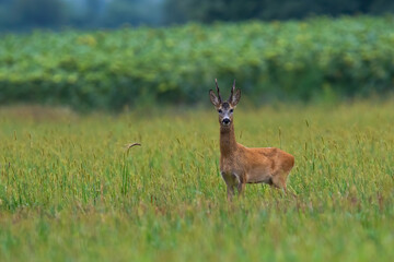 Roe deer, capreolus capreolus, buck standing on agricultural field with copy space. Mammal with antlers in summer looking in front of sunflowers from side view.