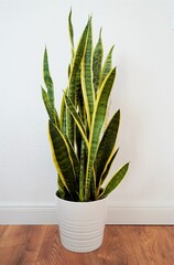 Bogenhanf im Blumentopf. Beliebte pflegeleichte Zimmerpflanze. Sansevieria auf weißem Hintergrund.
