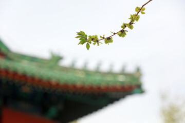 Green elm leaves on ancient buildings