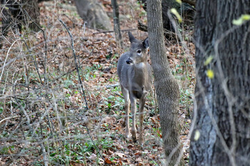 Small Deer Standing In The Woods behind a tree