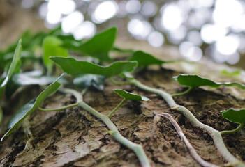 green tree leaves in nature 