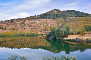 Mountain of vineyards reflected in the river