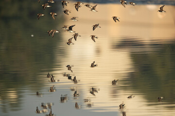 Little Stint flying with mirror image on water at Tubli bay, Bahrain