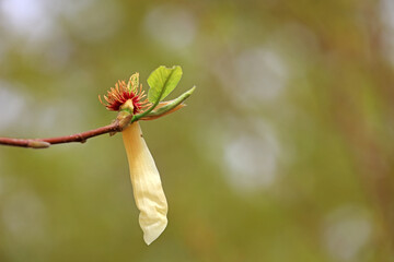 Blooming magnolias in the park