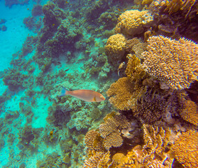 
incredibly beautiful combinations of colors and shapes of living coral reef and fish in the Red Sea in Egypt, Sharm El Sheikh