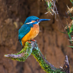 Eisvogel (Alcedo atthis) Männchen