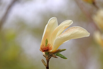 Blooming magnolias in the park