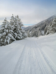 Ski touring in the mountains and forest above Alvaneu in the Swiss Alps