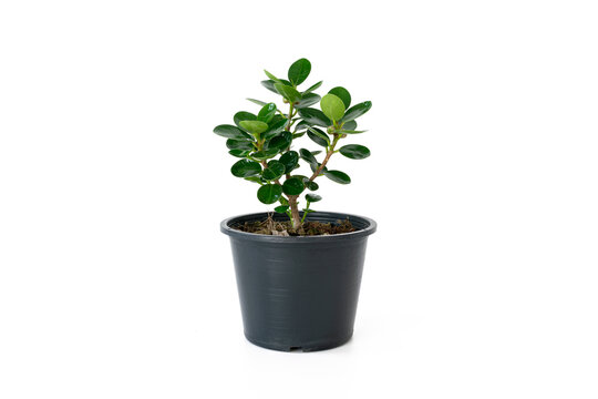 Houseplant, Ficus annulata blume, Isolated over white background