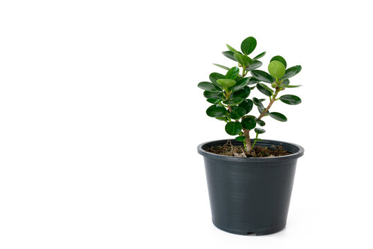 Houseplant, Ficus annulata blume, Isolated over white background with space.