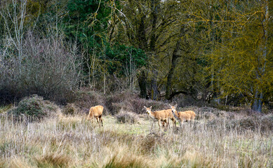 Deer grazing in the Basque Country natural park