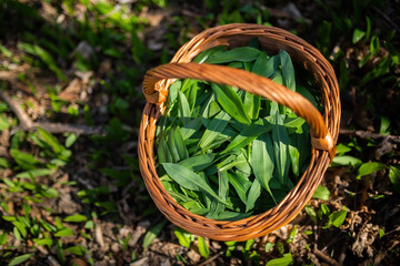 Wooden basket full of bear garlic leaves plucked in spring forest at sunrise. High angle view of ramson collected in woodland.