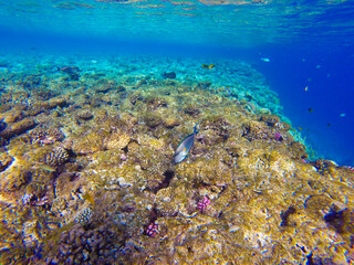
incredibly beautiful combinations of colors and shapes of living coral reef and fish in the Red Sea in Egypt, Sharm El Sheikh