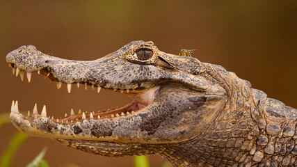 Close-up of yacare caiman, caiman yacare, with open mouth and visible teeth, Pantanal, Brasil. Portrait of threatening wild crocodile resting on riverside with fly sitting on its head. - obrazy, fototapety, plakaty