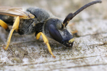 Selective focus shot of Halictus scabiosae furrow bee