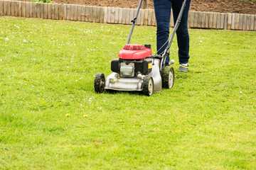 a woman mows her green lawn in summer