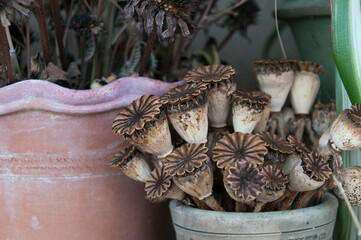 Dried Poppy Seed pods / heads with terracotta planter