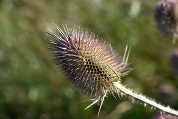 garden thistle not yet fully bloomed, left to dry      