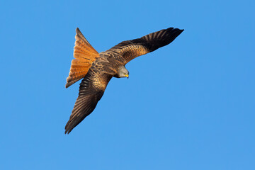 Proud red kite, milvus milvus, with spread wing in the air from above. Impressive bird hovering on the blue sky. Feathered predator flying in wilderness.