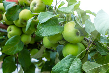 Organic green unripe and ripe apples hanging from tree branch in apple orchard on sunny summer day. Homegrown, gardening and agriculture consept. Copy space for text