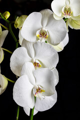 White orchid flowers, variety Phalaenopsis, on black background