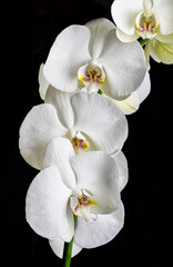 Naklejka na ściany i meble White orchid flowers, variety Phalaenopsis, on black background