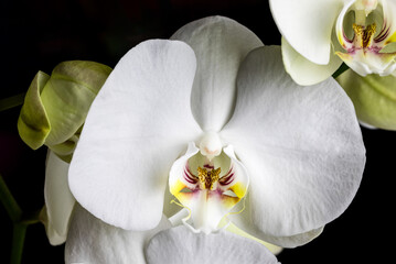 Fototapeta na wymiar White orchid flowers, variety Phalaenopsis, on black background