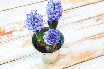 two blooming blue hyacinth bulbs in a pretty metal pot