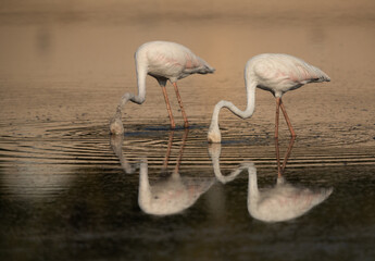 Fototapeta na wymiar Greater Flamingos feeding at Tubli bay in the morning, Bahrain