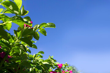 Green leaves of wild rose on a background of blue sky on a spring day.